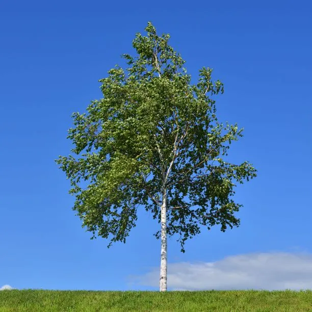 Silver Birch (Betula pendula)