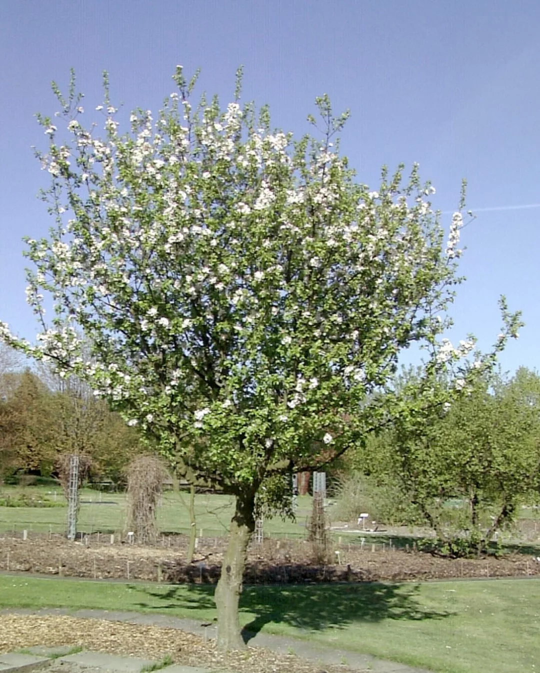 Crab Apple (Malus sylvestris)