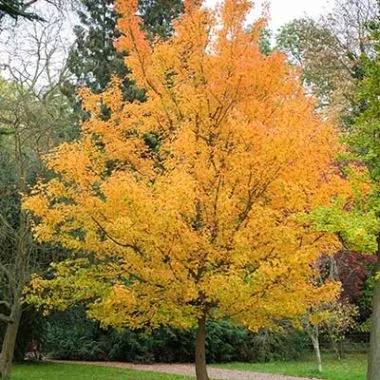 Field Maple (Acer campestre)