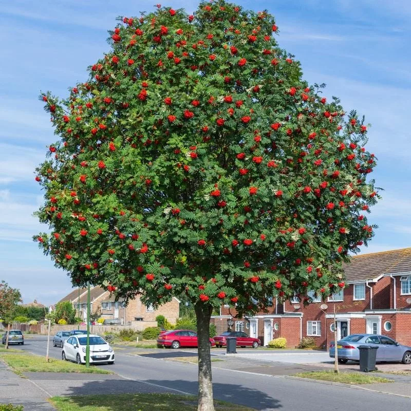 Rowan / Mountain Ash (Sorbus aucuparia)