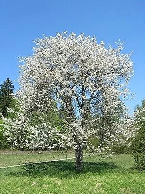 Wild Cherry (Prunus avium)